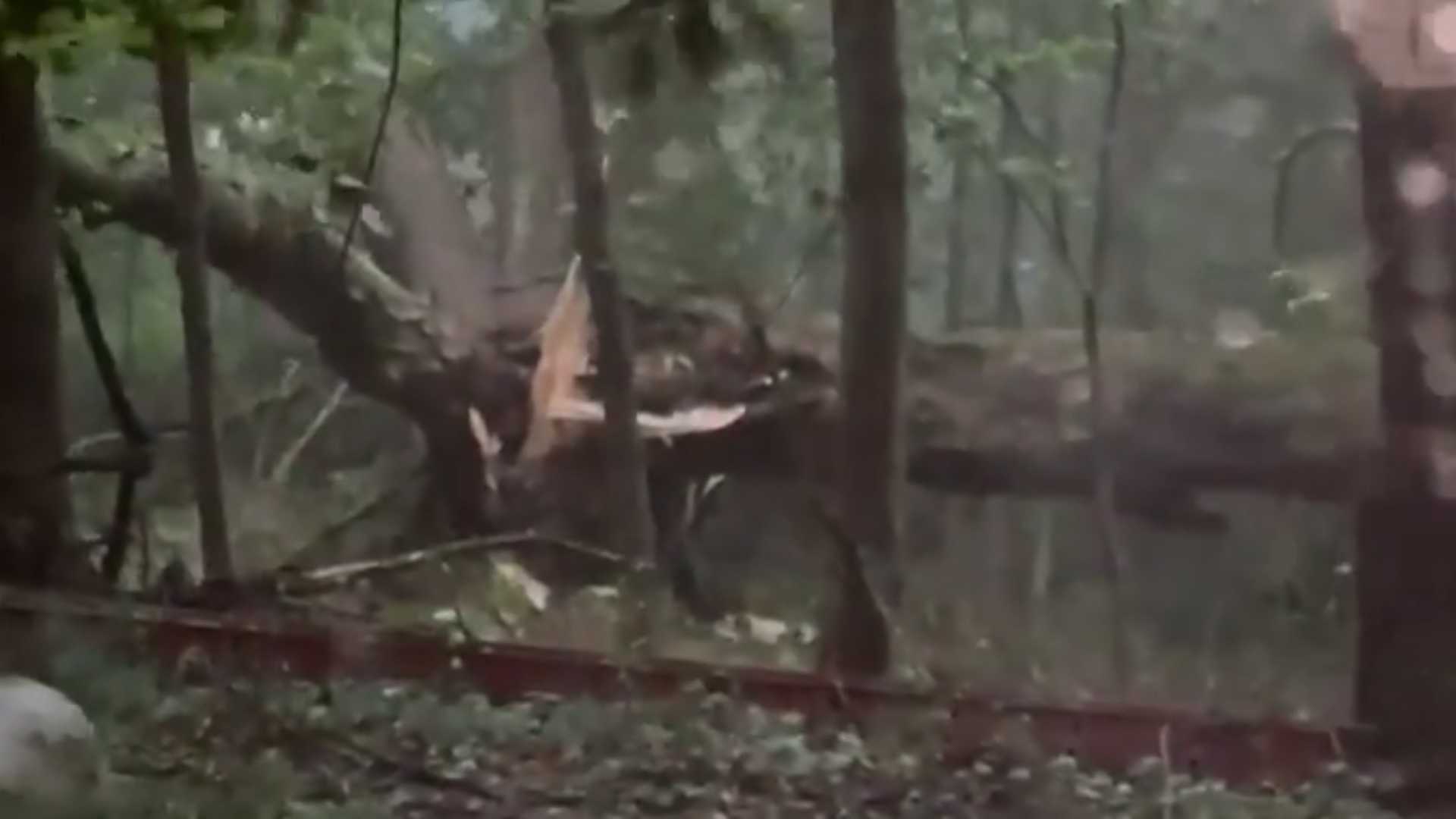 Woman captures tree crash down in Washington County yard while taking video of storm