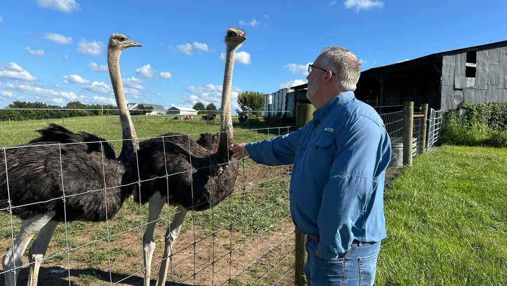 Kentucky farm turns to ostrich as more people develop red meat allergies