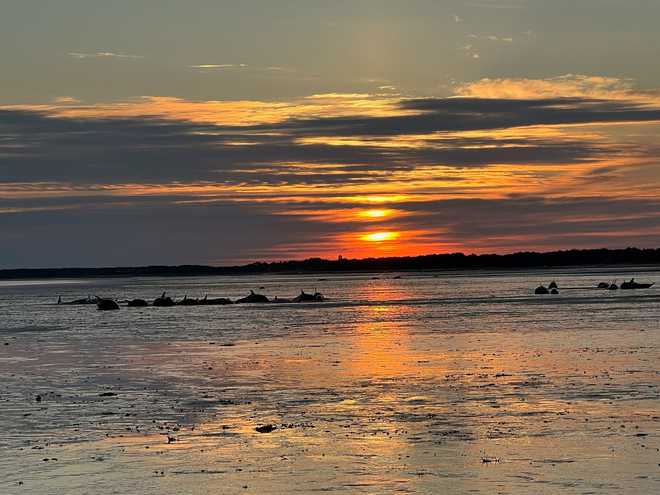 cape cod dolphins stranded 7.13