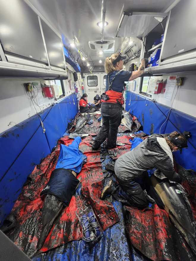 ifaw marine mammal rescue team rescues dolphins