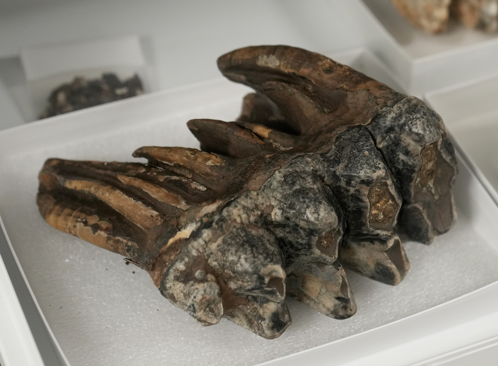 Tooth from Pacific mastodon found in California creek