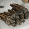 Tooth from Pacific mastodon found in California creek
