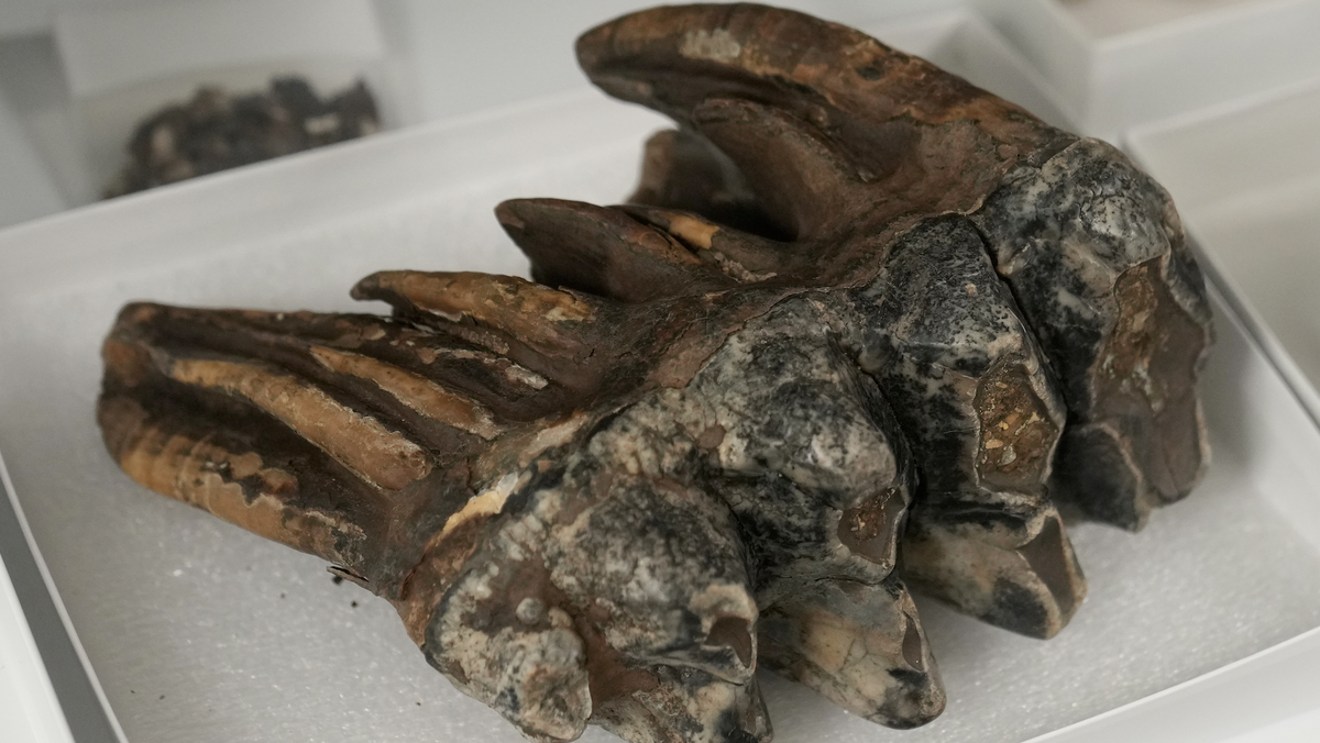 Tooth from Pacific mastodon found in California creek - WMUR