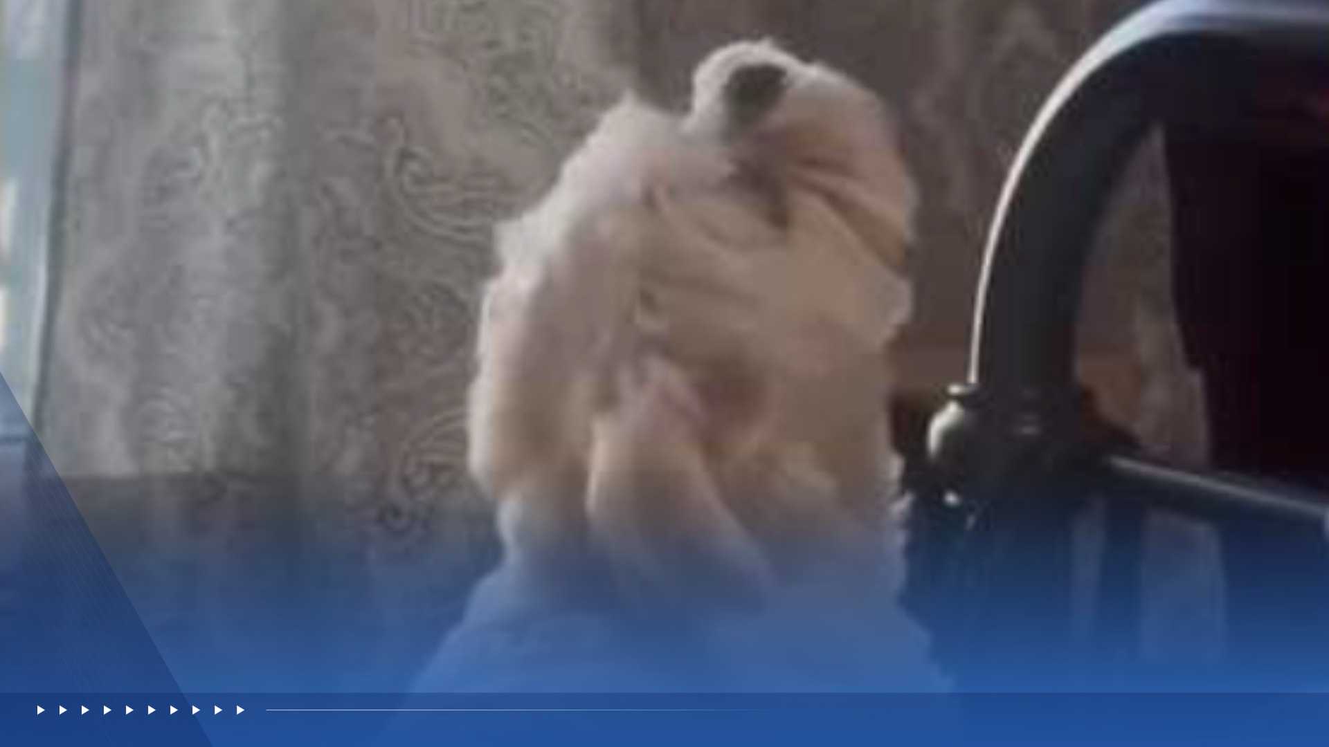 WATCH: Adorable video shows dog singing along with fire truck siren