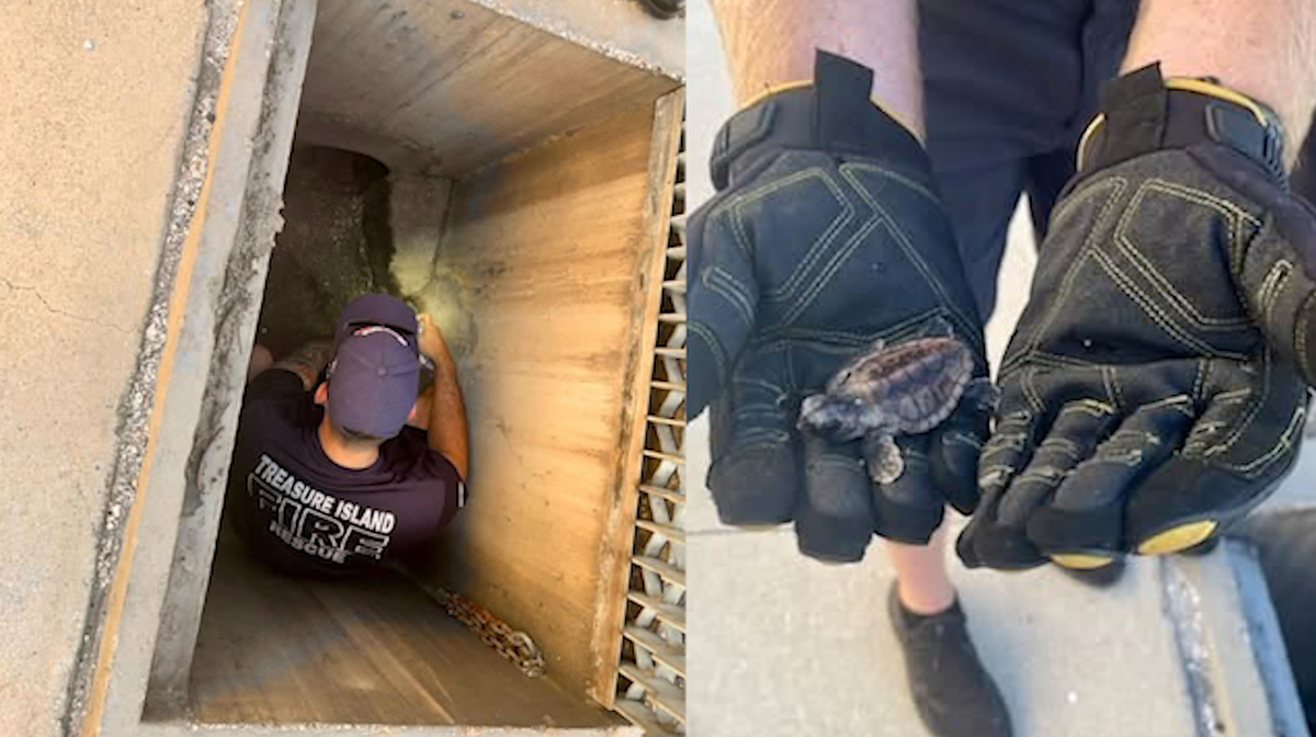 Stranded sea turtle hatchlings saved after wandering down storm drain