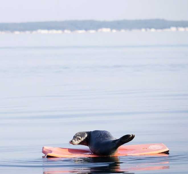 seal pup old orchard beach boogie board