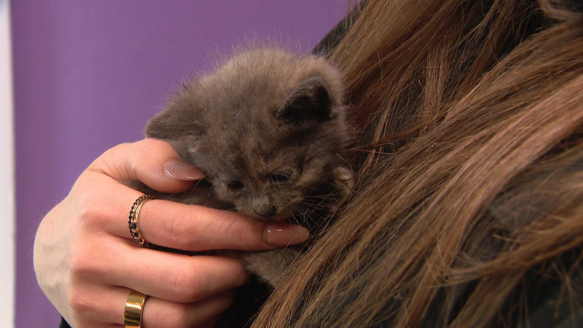 Kittens rescued from Clairton Coke Plant property