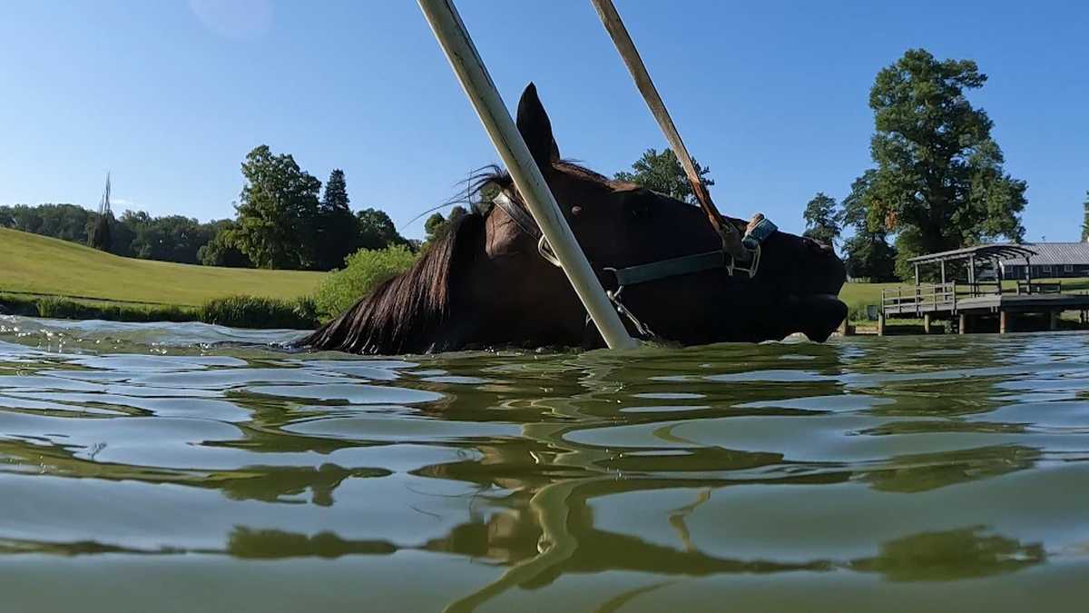 Reisterstown farm uses water workouts to help racehorses heal