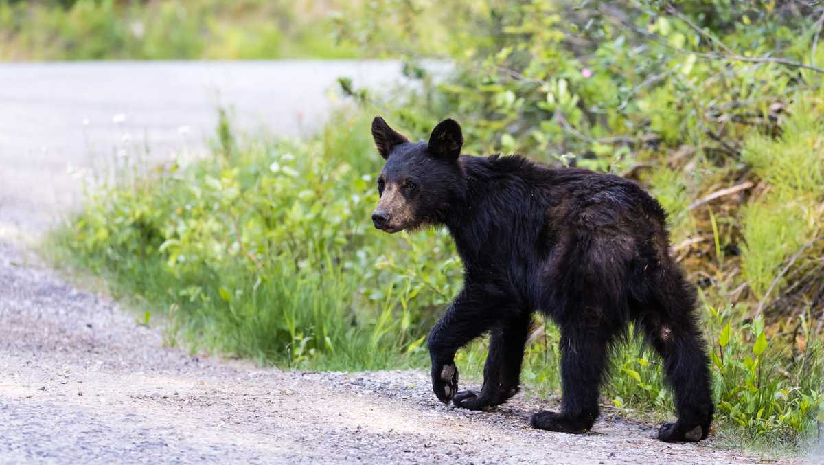 Bear sighting reported in Mayodan