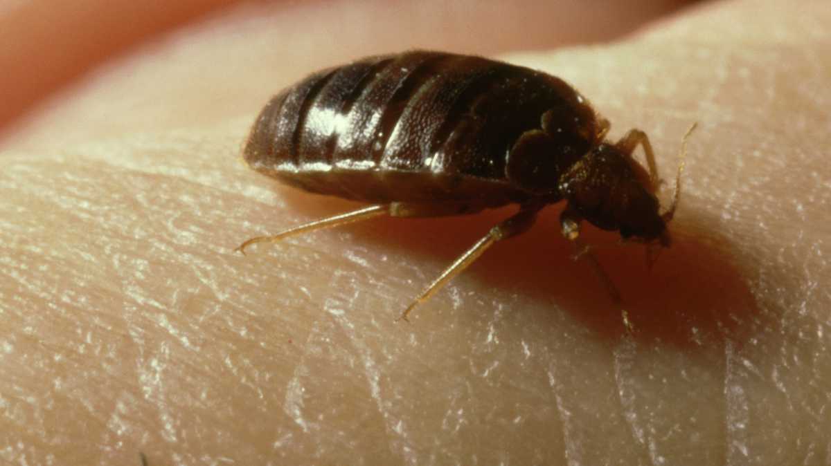 bedbug