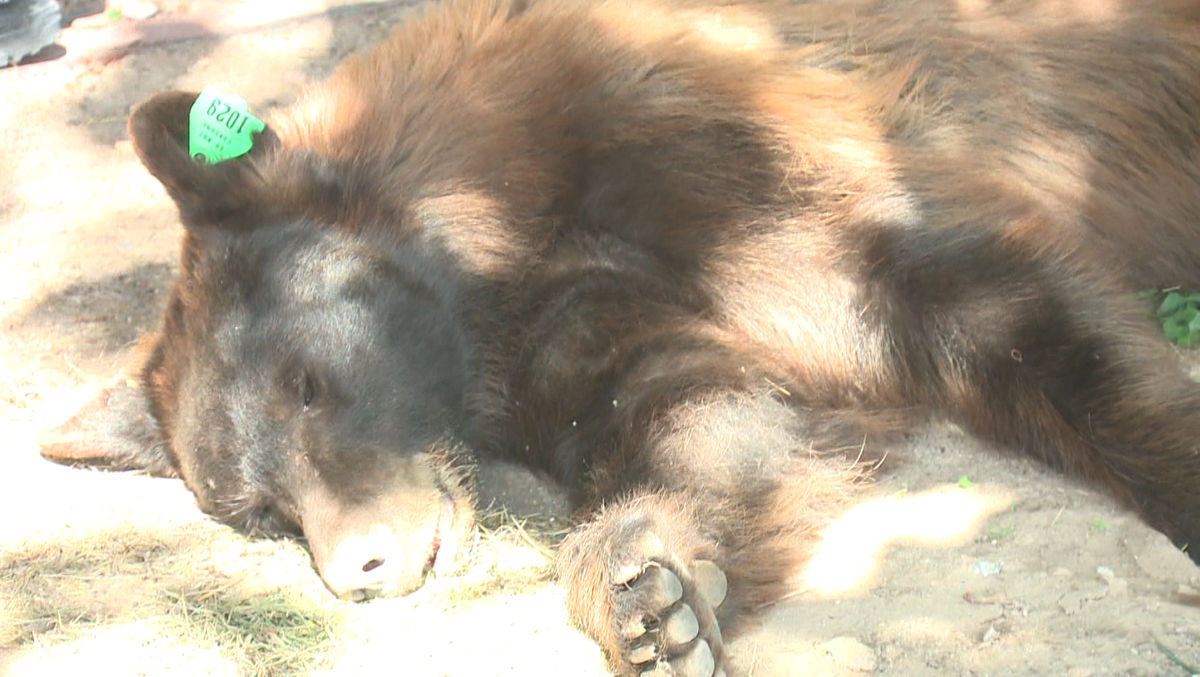 Another bear in the metro - bear captured Sunday in Rio Rancho