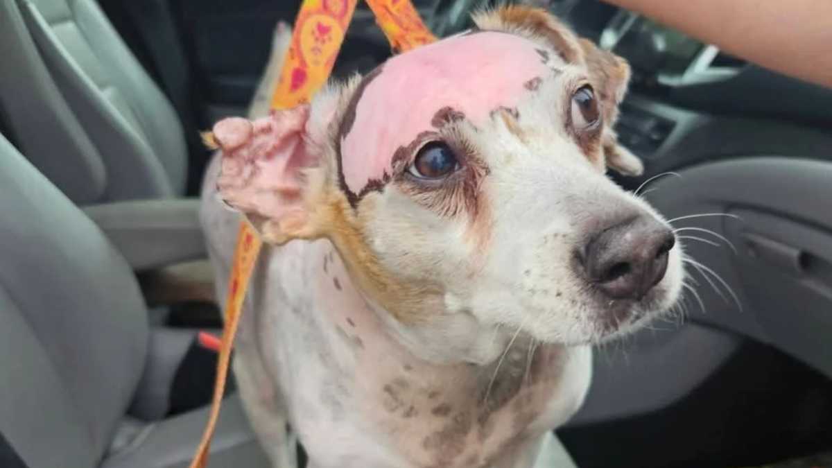 Shamrock Pet Foundation annual fall fundraiser supports animals in need