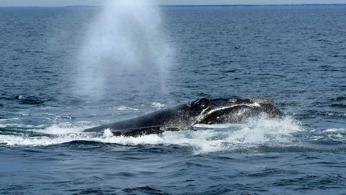 Endangered whale protections may be delayed to 2035 under Maine congressman's plan