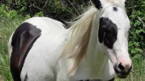 Horse reported missing after theft from pasture in Port St. Lucie
