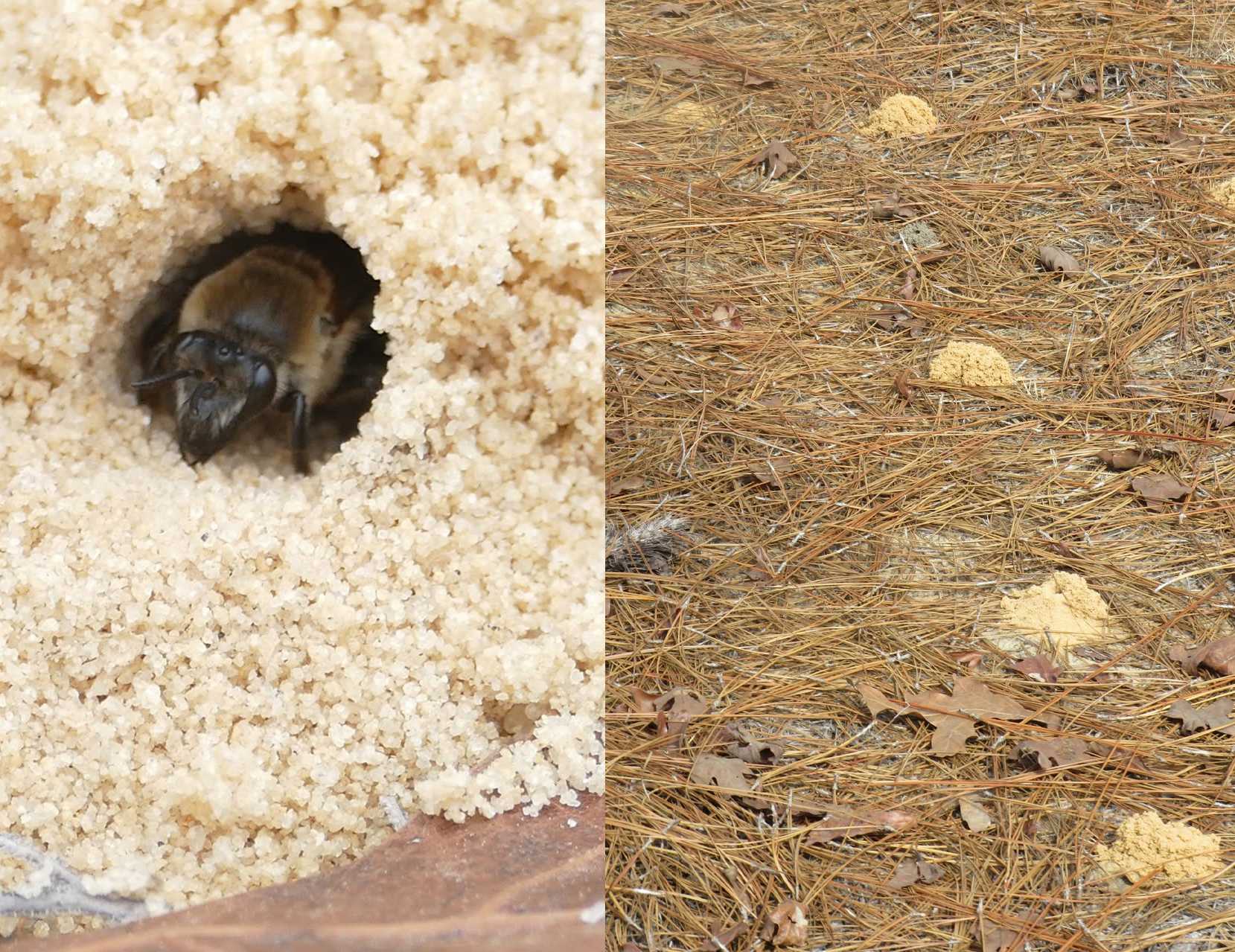Rare bee species shows up in South Carolina