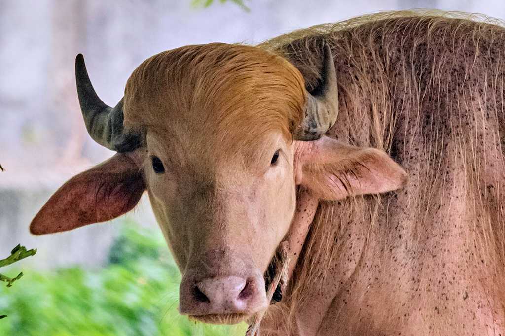 Viral buffalo dubbed Donald Trump for his golden locks becomes zoo sensation in Bangladesh