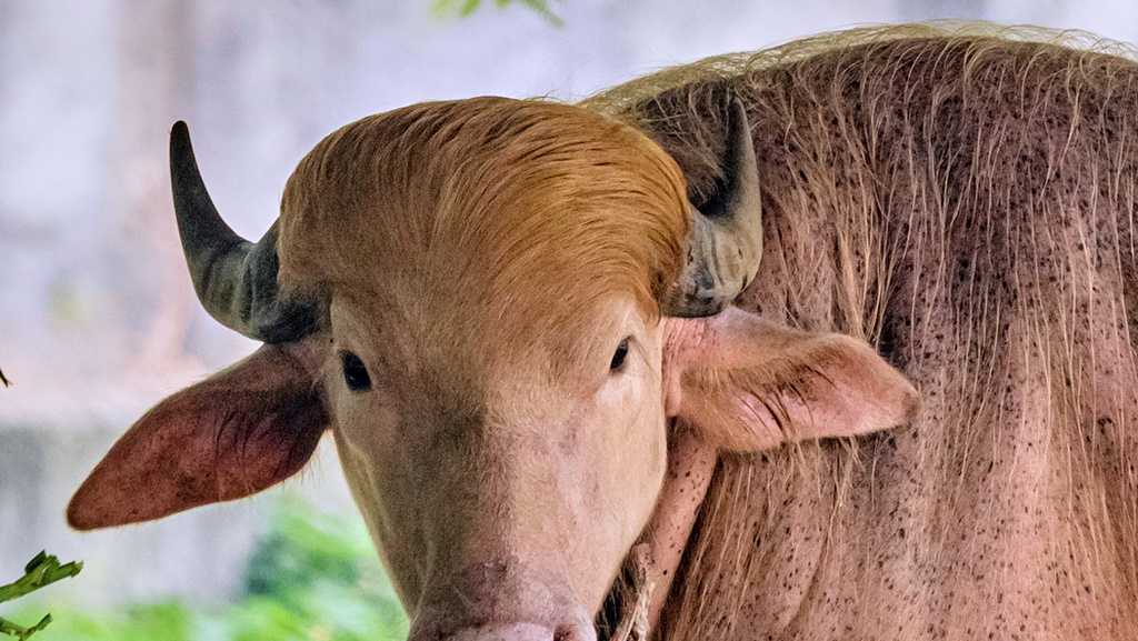 Viral buffalo dubbed Donald Trump for his golden locks becomes zoo sensation in Bangladesh AP