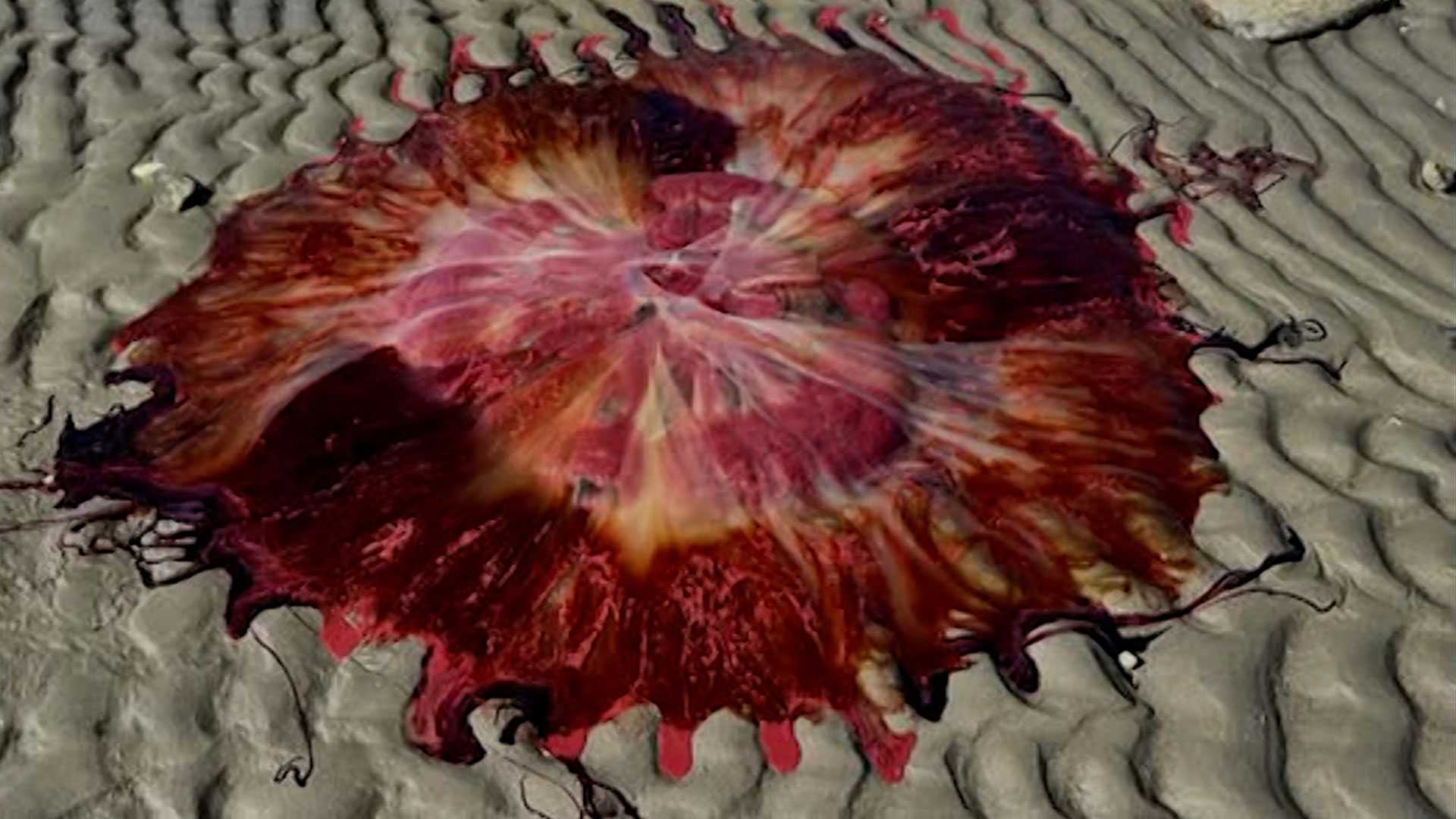 Couple spots giant, colorful jellyfish on a Maine beach