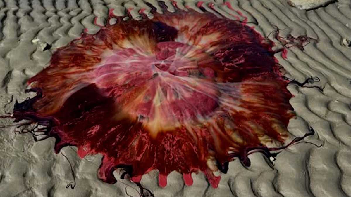 Couple spots giant, colorful jellyfish on a Maine beach
