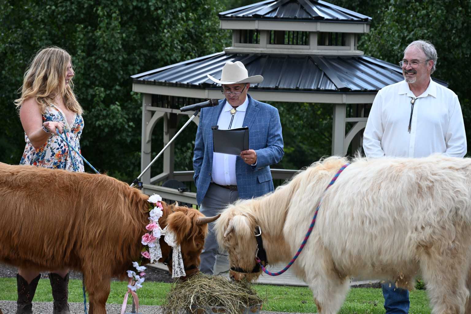 'Holy moo-trimony': Highland cows tie the knot during ceremony at a Pennsylvania winery