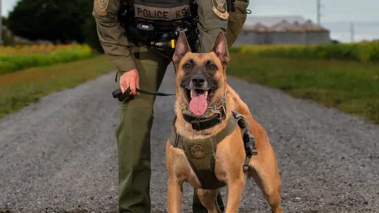 Missing 6-year-old with special needs found safe by K-9 team