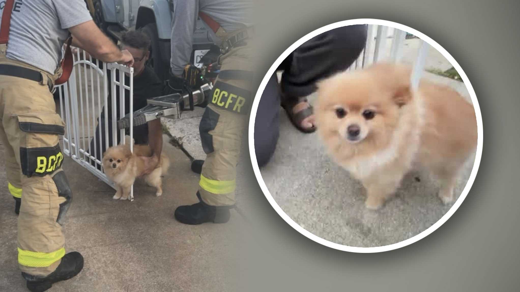 Pomeranian gets stuck in baby gate. Firefighters free him with 'Jaws of Life' WESH