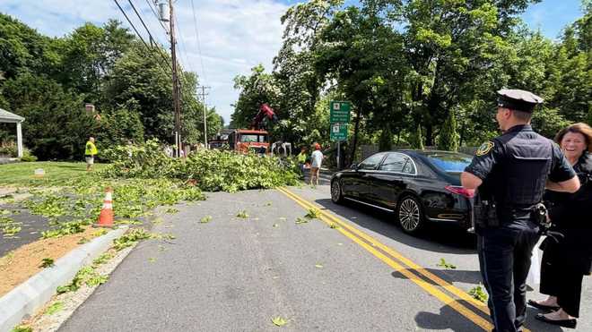 Wellesley Weston Rd. árbol caído.jpg