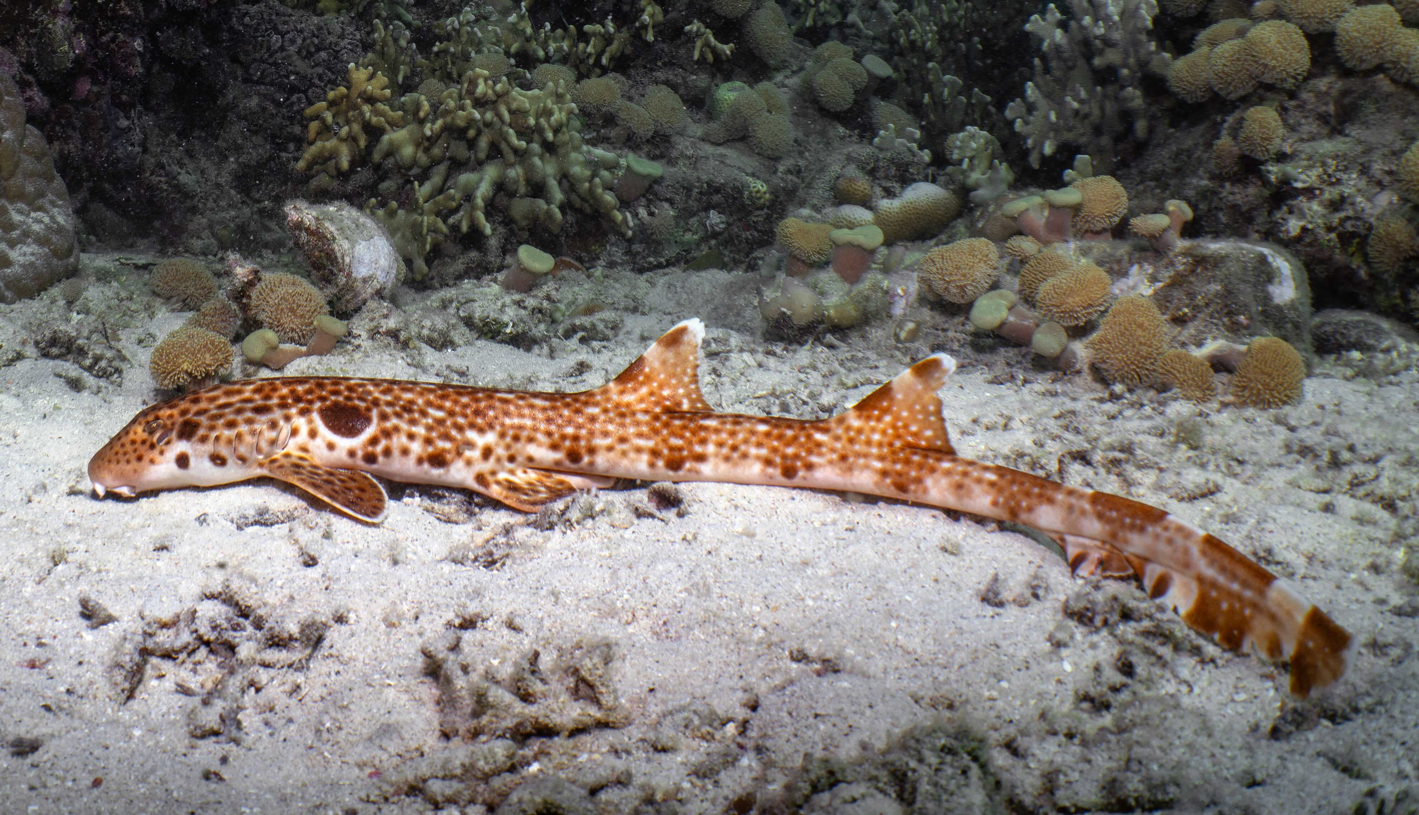 Scientists discover a new species of 'walking' shark