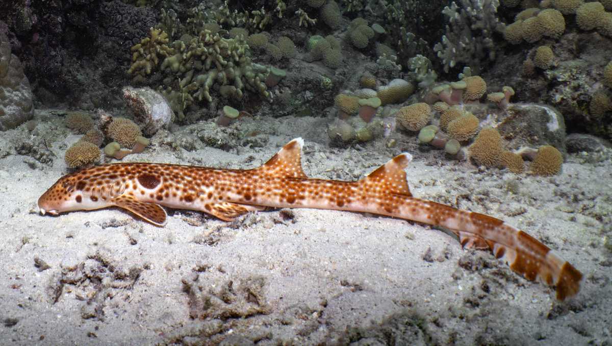 Scientists discover a new species of 'walking' shark