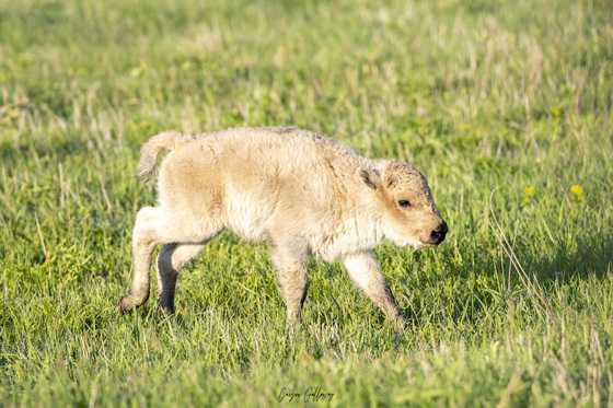 'One in a million' white bison calf born at refuge has died