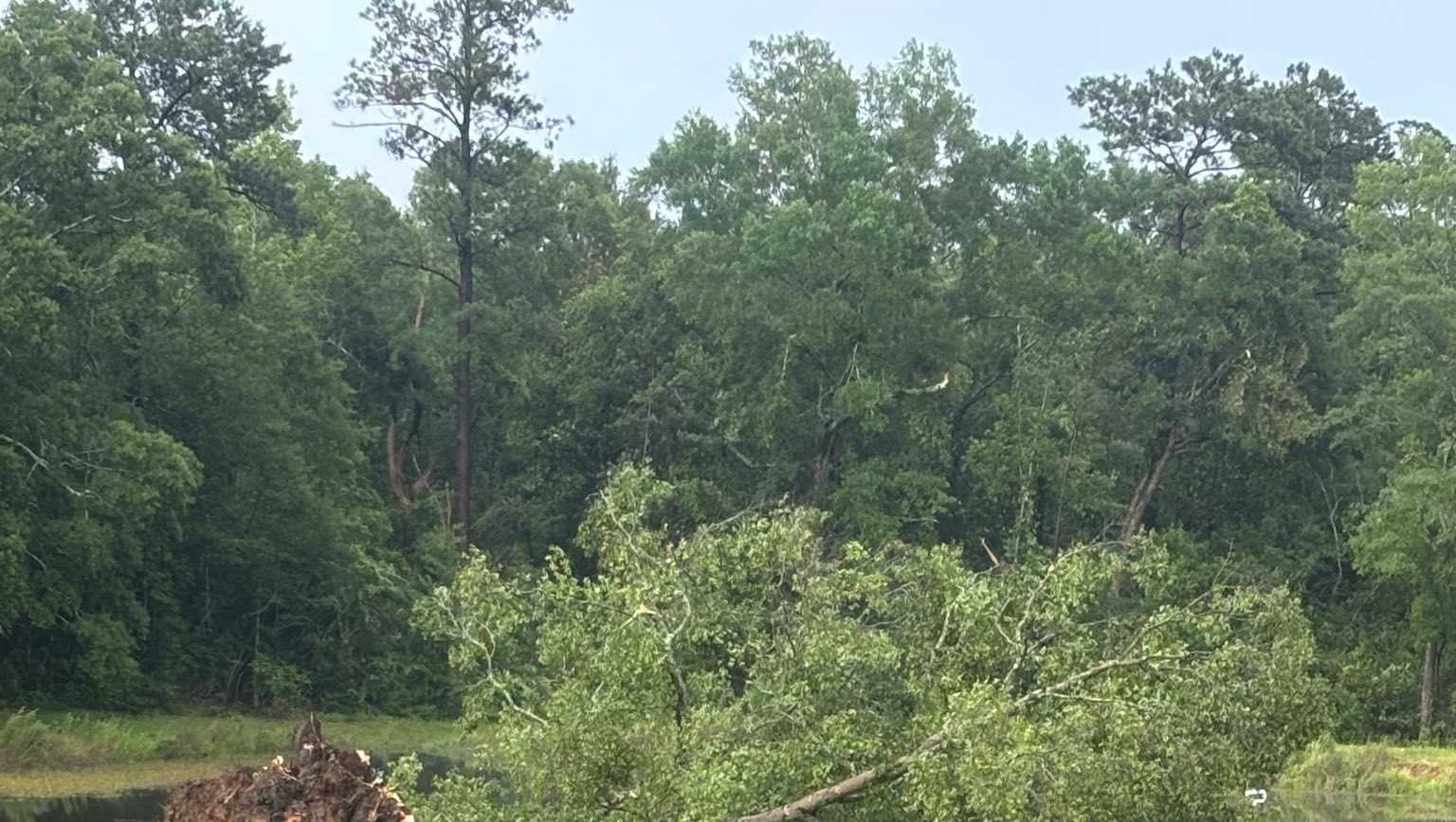Severe weather causes downed trees and power lines in northwestern St. Tammany
