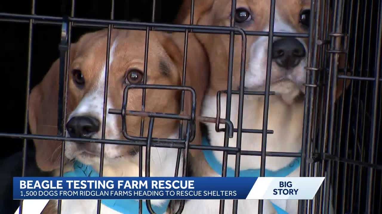 wisn.com - Sam Schmitz - Nonprofit flies rescued Ridglan Farm beagles to rescue shelters