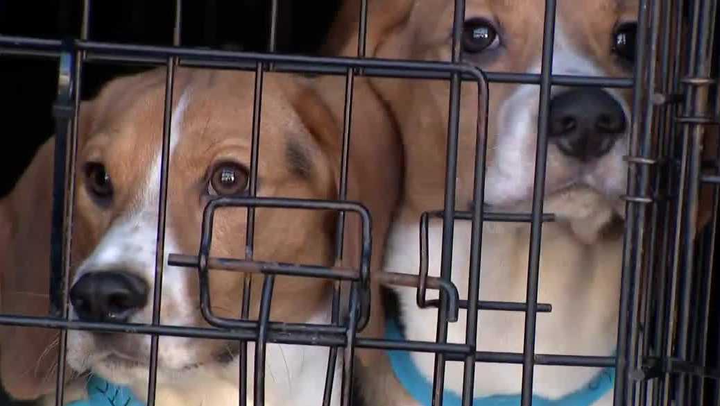 Nonprofit flies rescued Ridglan Farm beagles to shelters