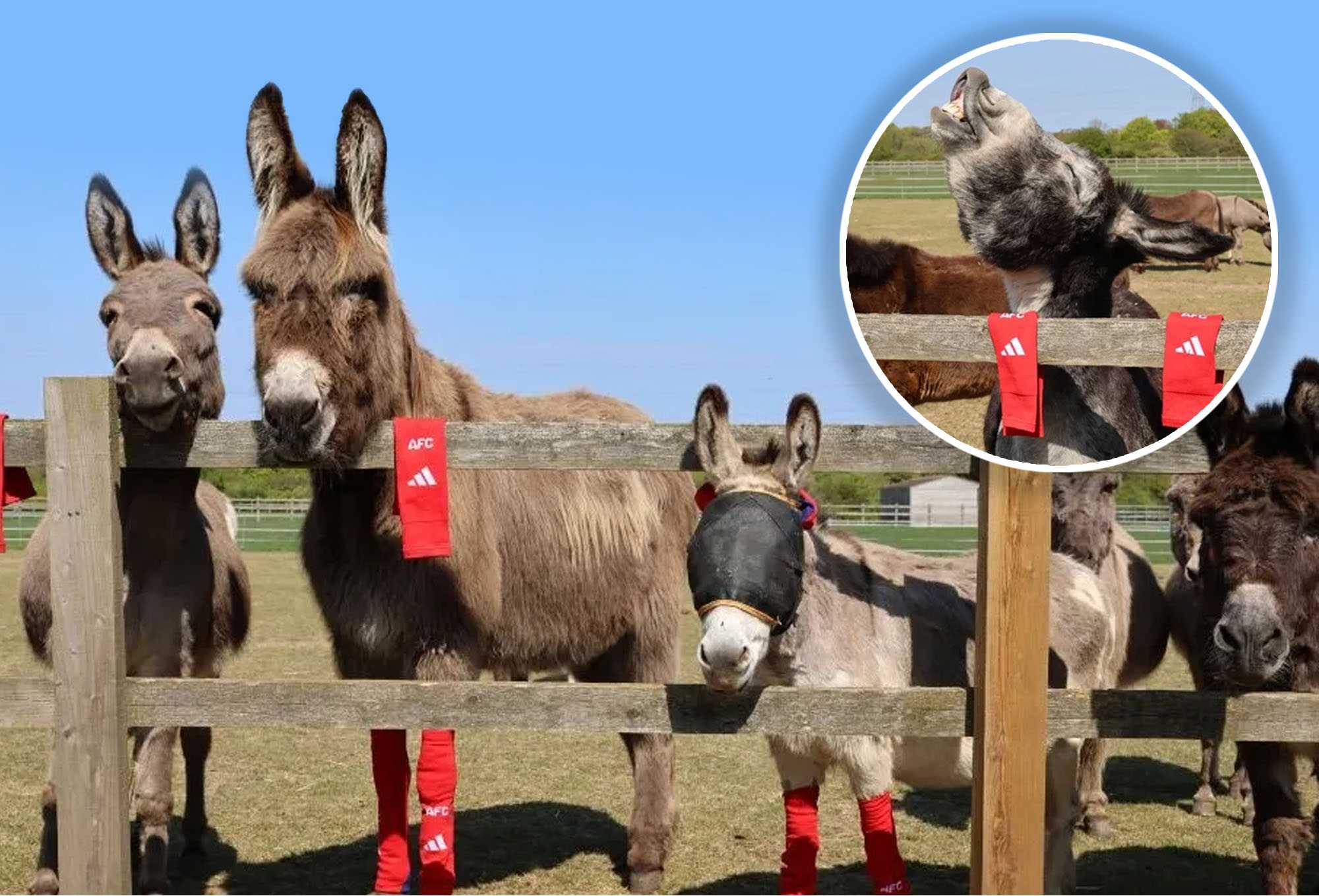 Pro soccer team donates old socks to help sick horses and donkeys