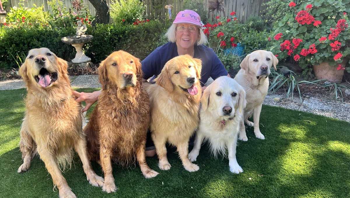 'My family is gone': California woman says truck hit her and 4 dogs, leaving service dog and companion dead