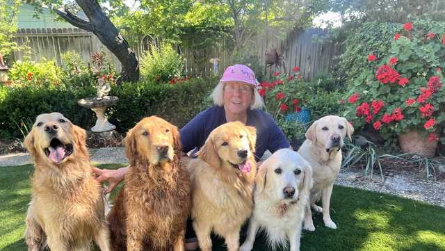 California woman says truck hit her and 4 dogs, leaving service dog and companion dead