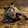 It’s a girl: Racine Zoo welcomes newborn zebra
