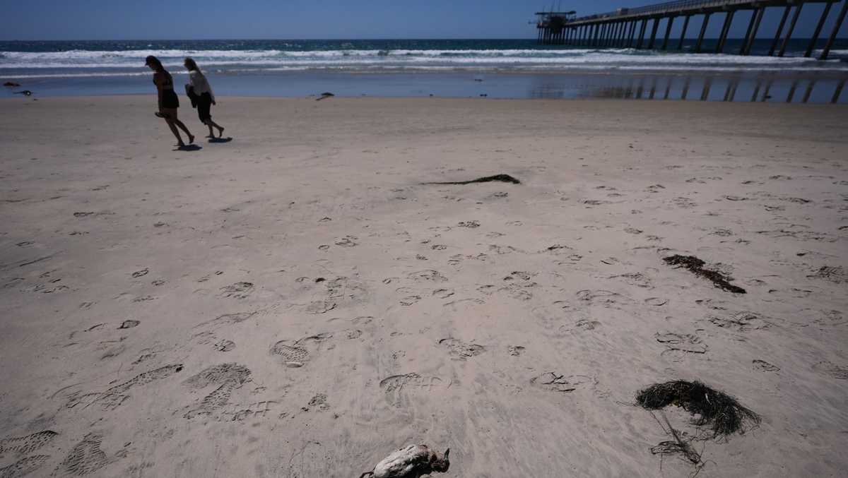 Marine heat wave causes mass bird deaths off California; Scientists fear it could get worse