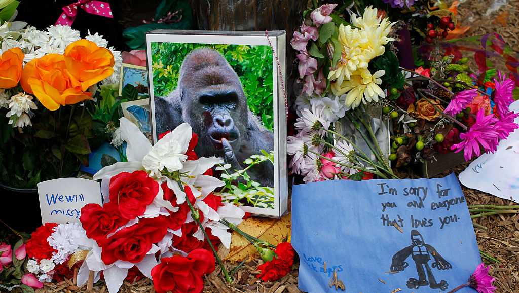White House pays tribute to 'true patriot' Harambe 10 years after gorilla’s death WLWT