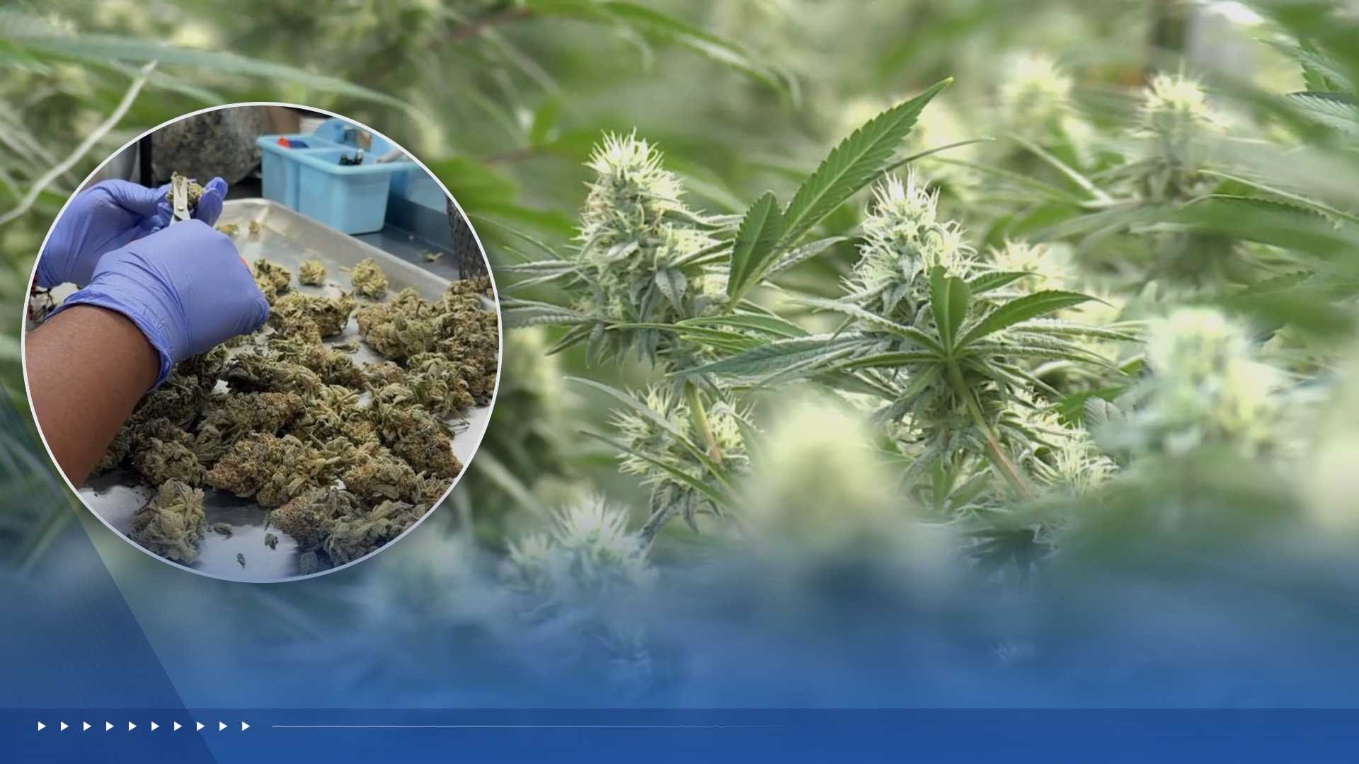 koco.com - Addison Kliewer - Oklahoma's medical marijuana boom went bust. Now, only a fraction of its growers remain