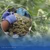 Oklahoma's medical marijuana boom went bust. Now, only a fraction of its growers remain