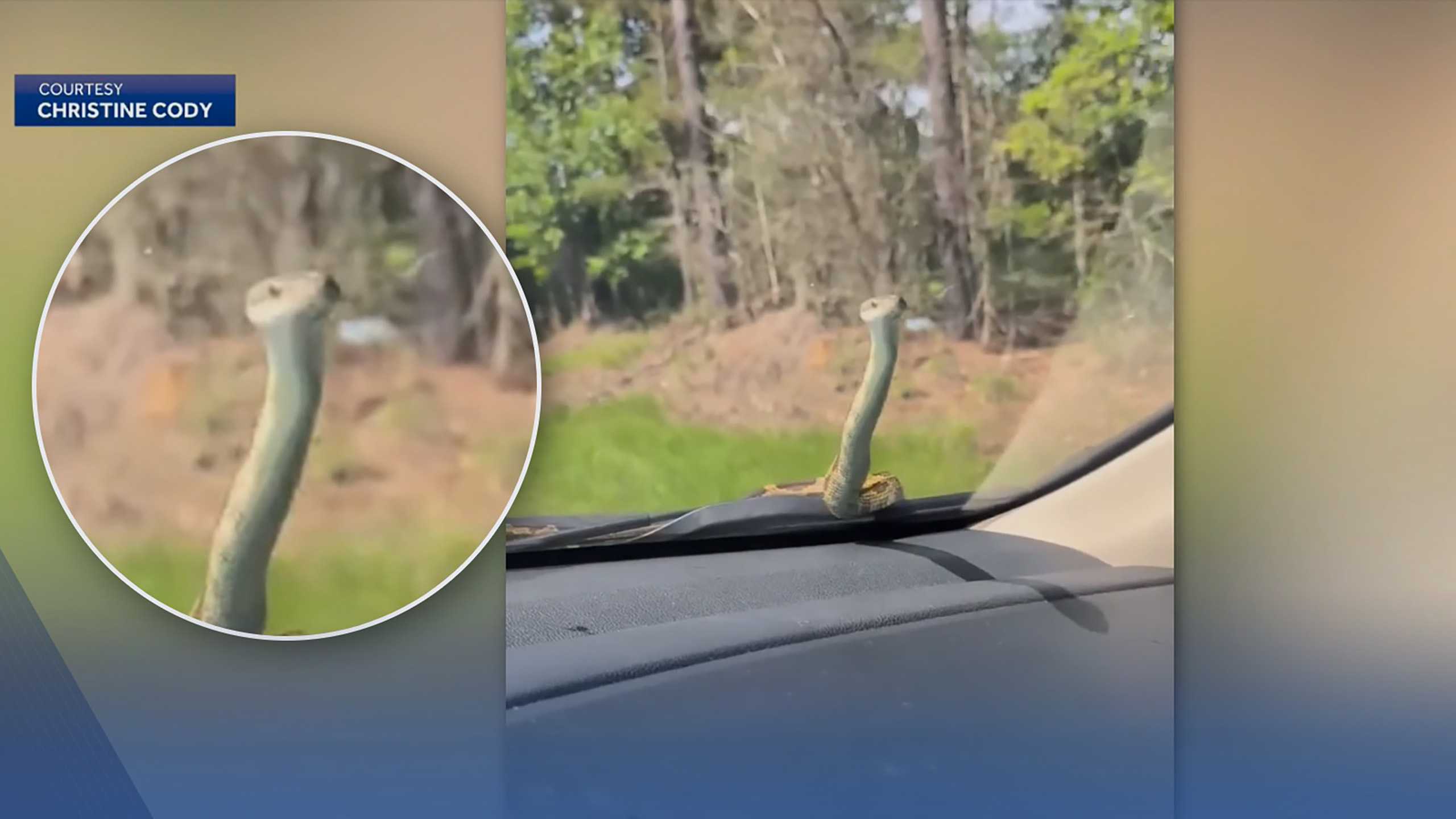 Woman screams as snake slithers across windshield during drive home WAPT