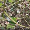 Invasive box tree moths invading Anderson Township, damaging boxwood shrubs