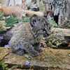 Lawrence, Kansas, nature center introduces newest resident, ambassador animal
