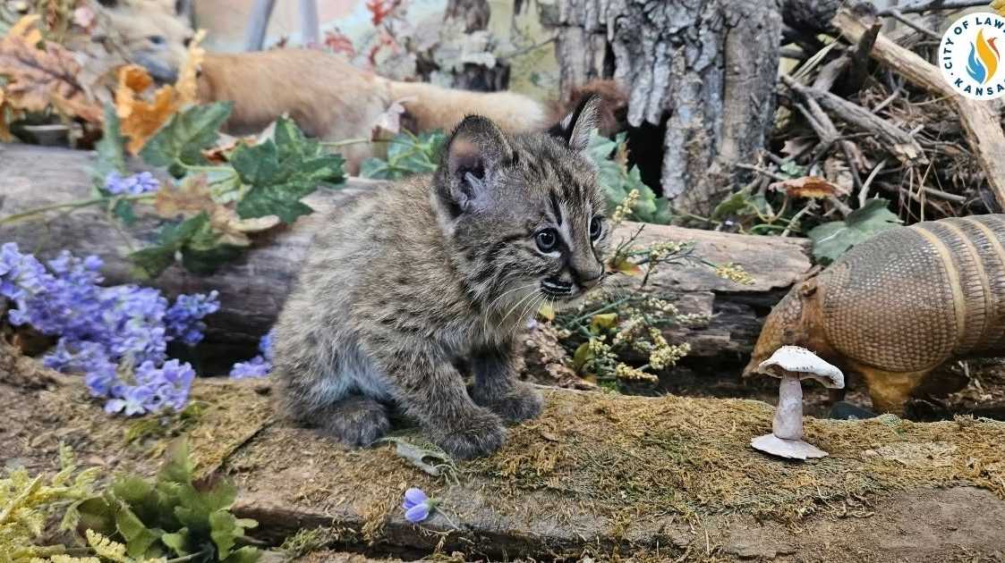 Lawrence, Kansas, nature center introduces newest resident, ambassador animal