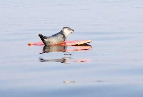 seal pup old orchard beach boogie board