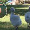 Louisville Zoo flamingo produces chicks at record-setting 60 years old