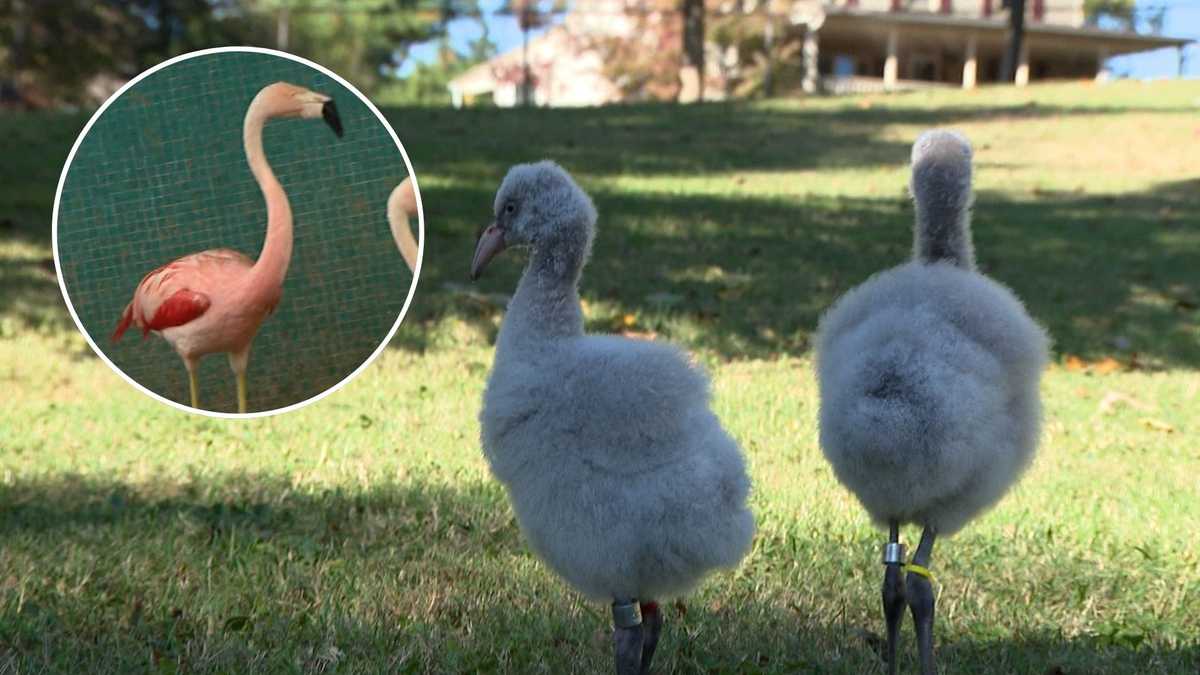 Louisville Zoo flamingo gives birth at record-setting 60 years old