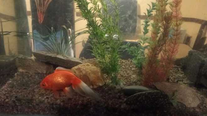 Goldfish