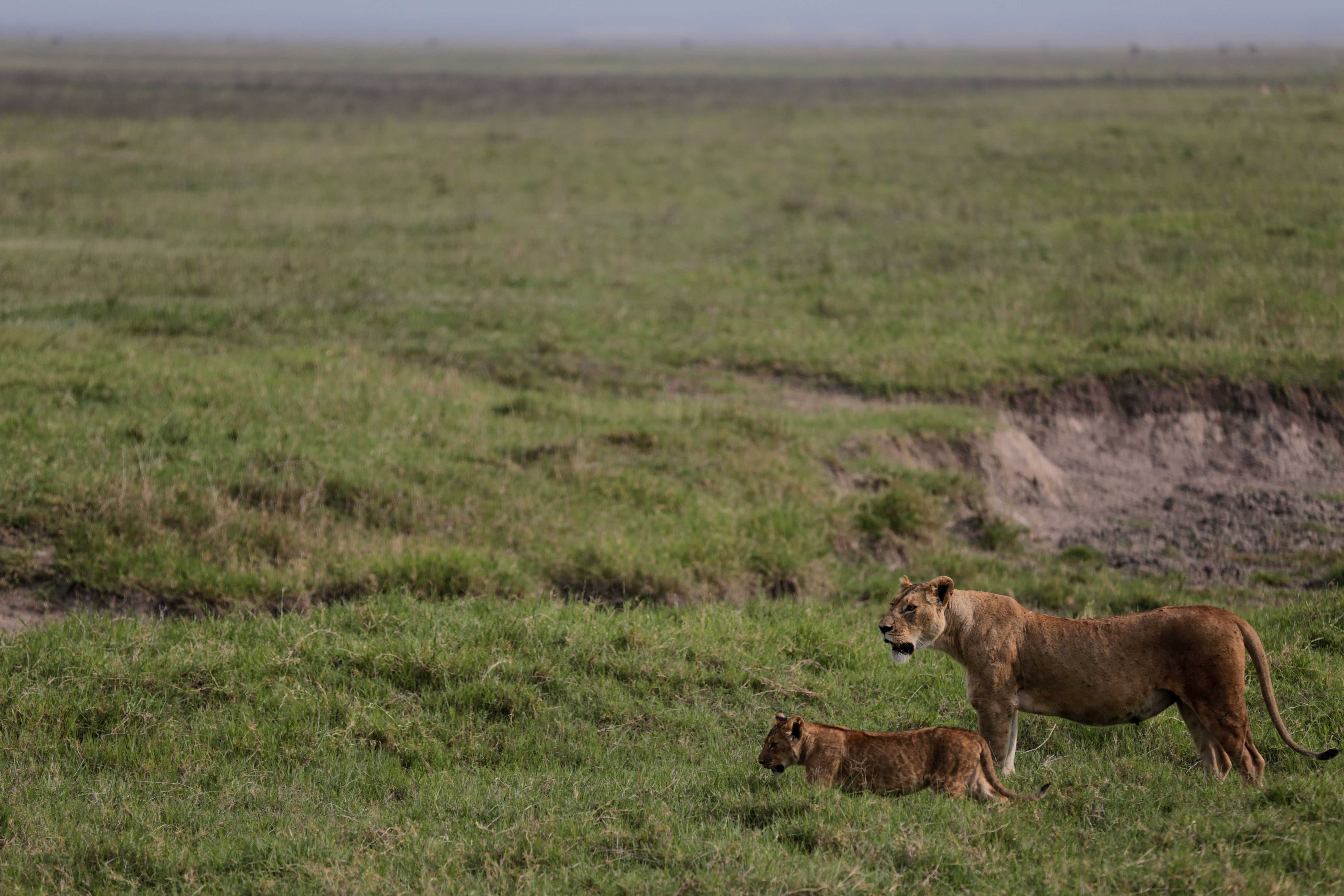 Poisoning suspected in deaths of lions in Tanzania